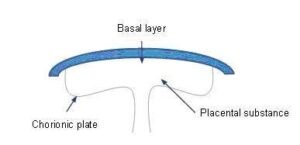 Placental Grading 1